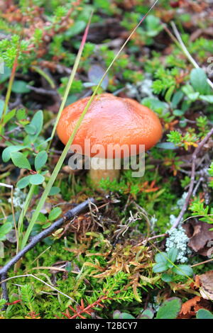 Russula emetica mushroom, commonly known as the sickener, emetic russula, or vomiting russula Stock Photo