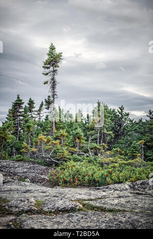 Coniferous forest under dramatic sky. Canadian nature in summer. Stock Photo