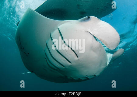 Manta ray feeding on copepods in the Hanifaru Bay area, Maldives. Stock Photo