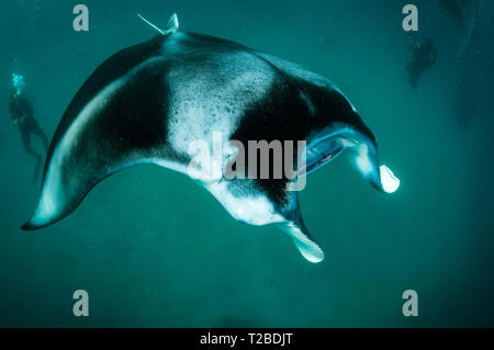 Manta ray feeding on copepods in the Hanifaru Bay area, Maldives. Stock Photo