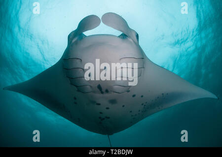 Manta ray feeding on copepods in the Hanifaru Bay area, Maldives. Stock Photo