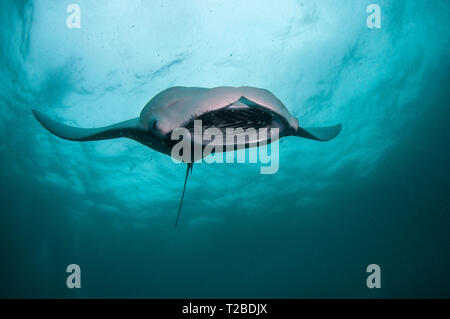 Manta ray feeding on copepods in the Hanifaru Bay area, Maldives. Stock Photo