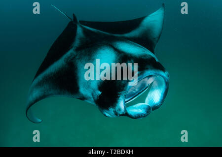 Manta ray feeding on copepods in the Hanifaru Bay area, Maldives. Stock Photo