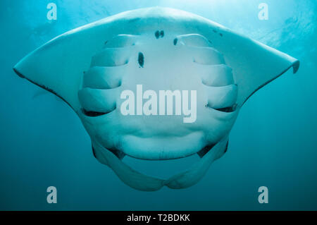 Manta ray feeding on copepods in the Hanifaru Bay area, Maldives. Stock Photo