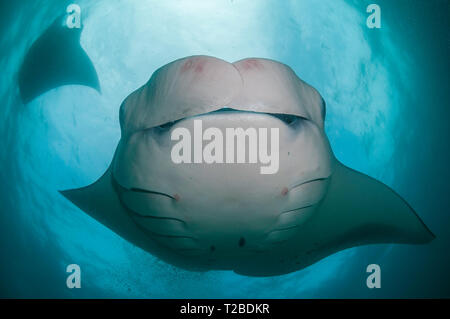 Manta ray feeding on copepods in the Hanifaru Bay area, Maldives. Stock Photo