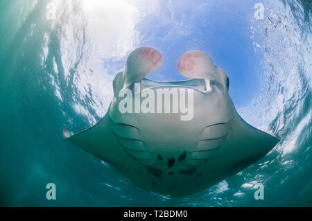 Manta ray feeding on copepods in the Hanifaru Bay area, Maldives. Stock Photo