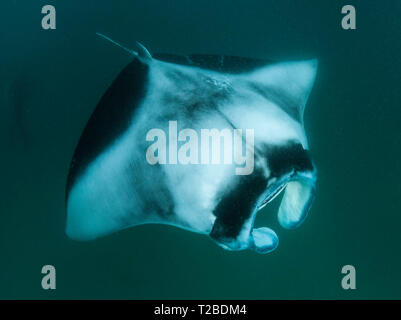 Manta ray feeding on copepods in the Hanifaru Bay area, Maldives. Stock Photo