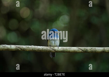 Hainan blue flycatcher (Cyornis hainanus) perching on the branch in nature Thailand Stock Photo