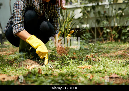 Woman planting sansevieria outdoors Stock Photo