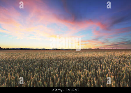 Dramatic sunset over wheat field Stock Photo