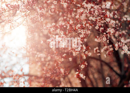 Wild cherry tree blossom in spring, beauty in nature Stock Photo