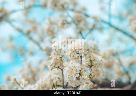 Wild cherry tree blossom in spring, beauty in nature Stock Photo
