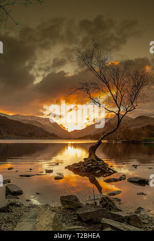 The lonely tree Stock Photo