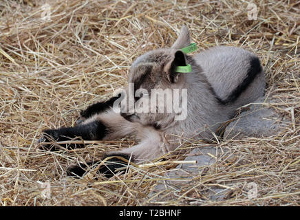 Goat Kid Stock Photo