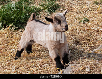 Goat Kid Stock Photo
