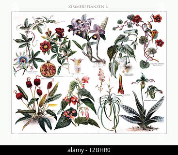 Houseplants - table illustrated and restored from Meyers Konversations-Lexikon 5. edition (1893-1901), universal encyclopedia in German language. Stock Photo