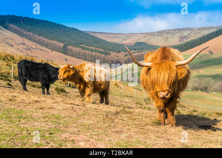 Highland cattle in the Welsh hillsides above Hay-on-Wye Powys UK. Stock Photo