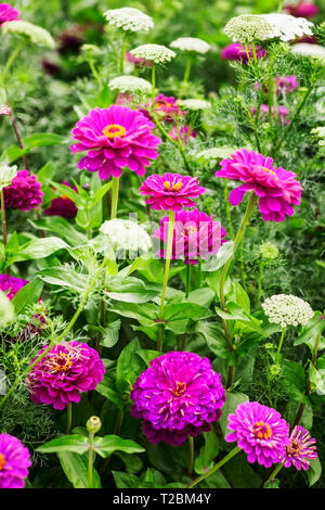 White pink flower garden background in summer. Flowerbed with lace flowers, ammi visnaga and zinnia. Gardening and beautiful landscape, selective focu Stock Photo