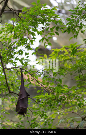 Fruit bat hanging from a tree with green leaves on the background Stock Photo