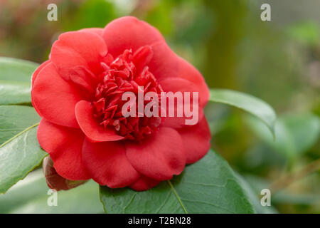 Close-up of a Red Camellia japonica (April Trys) in Spring. View of a blooming April Trys. Red camellia japonica Flower. Red Japanese Camellia. Stock Photo