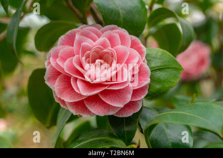 Close-up of a Pink Camellia japonica (Giardino Schmitz) with green Leaves.   View of a blooming Camellia Flower. Stock Photo