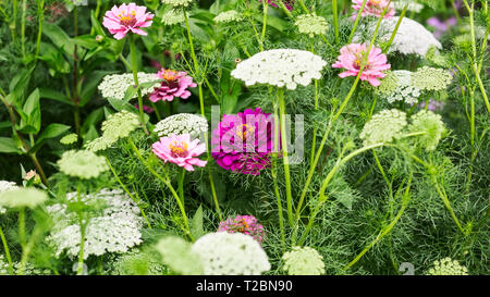 White pink flower garden background in summer. Flowerbed with lace flowers, ammi visnaga and zinnia. Gardening and beautiful landscape, selective focu Stock Photo