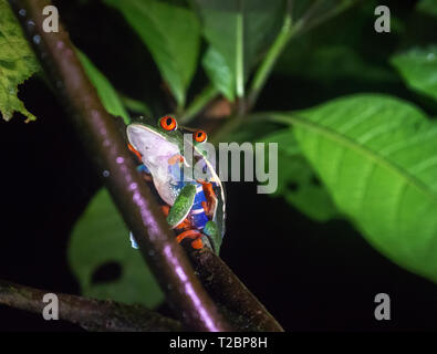 Weird arrangement of eyes comes from the picture angle of two Red-Eyed Tree frogs coupling in a dark and lonely night Stock Photo