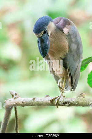 With head titled downward a boat billed heron balances on one foot Stock Photo