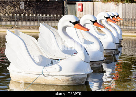 Five of the swan boats lined up on the lake at Cannon Hill Park Stock Photo