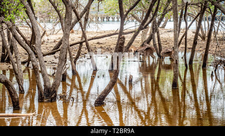 The Javan rusa, Sunda sambar deers (doe and fawn) in a pond in the forest of Rinca Island in Komodo National Park. Animals of Indonesia & East Timor Stock Photo