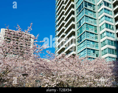 Apartment buildings with blooming cherry blossom trees in Metro Vancouver (Burnaby), BC, Canada. Stock Photo