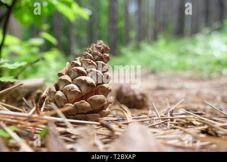 Two pine cones fallen on the ground in a green spring forest. Stock Photo