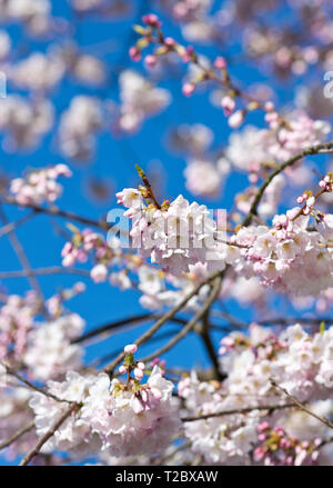 Pink akebono cherry blossoms on branches against a blue sky. Stock Photo