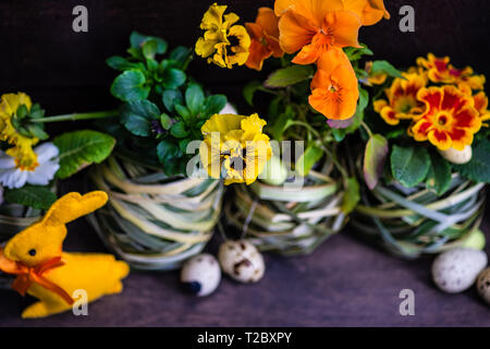 Easter holiday natural composition with first spring flowers like tricolor violas and primerose , colored eggs Stock Photo