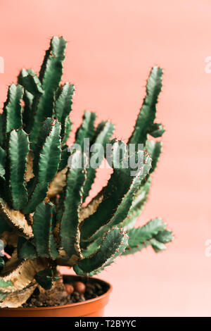Green cactus on pink background natural light. Minimal creative style Stock Photo