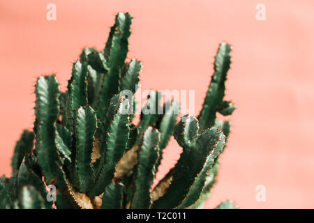 Green cactus on pink background natural light. Minimal creative style Stock Photo