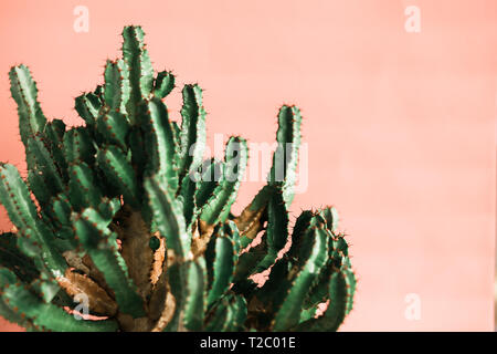 Green cactus on pink background natural light. Minimal creative style Stock Photo