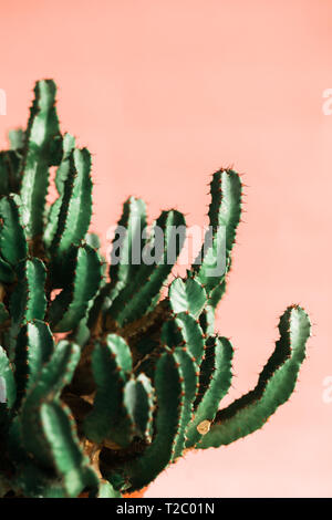 Green cactus on pink background natural light. Minimal creative style Stock Photo