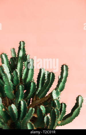 Green cactus on pink background natural light. Minimal creative style Stock Photo