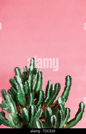 Green cactus on pink background natural light. Minimal creative style Stock Photo
