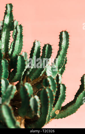 Green cactus on pink background natural light. Minimal creative style Stock Photo