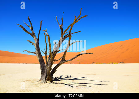 Versteinerter Baum im Deadvlei, Sossusvlei Namibia, Namib Desert Stock Photo