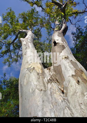 Looking up along trunk of tall  tree and branches,  against blue sky Stock Photo