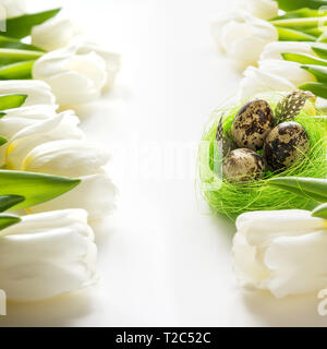 Easter pattern. White tulips, quail eggs in nest on white. Space for text. Stock Photo