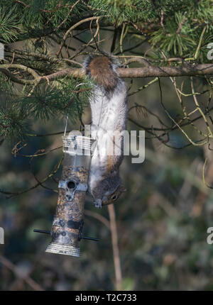 Grey squirrel, Sciurus carolinensis, stealing food from a garden bird feeder, Lancashire, UK Stock Photo