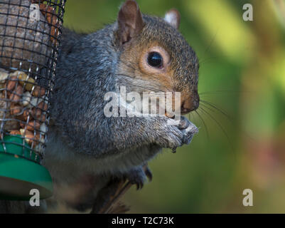 Grey squirrel, Sciurus carolinensis, stealing food from a garden bird feeder, Lancashire, UK Stock Photo