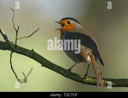 European robin, Erithacus rubecula, perched on branch, Lancashire, UK Stock Photo