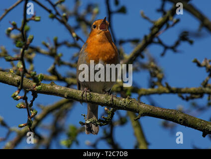 European robin, Erithacus rubecula, perched in tree, Lancashire, UK Stock Photo