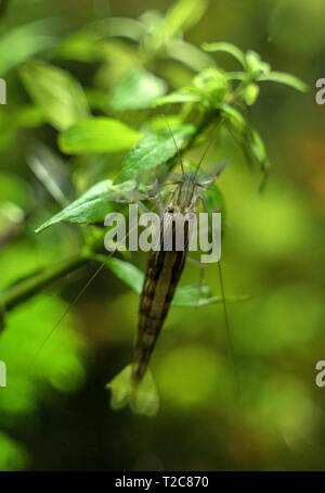 Close-up view of Freshwater Bamboo Shrimp. Atyopsis moluccensis. Stock Photo