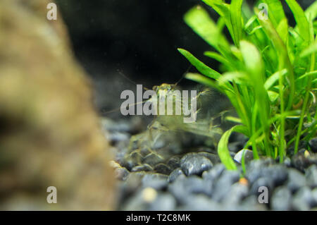 Close-up view of Freshwater Bamboo Shrimp. Atyopsis moluccensis. Stock Photo